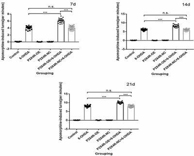 P2X4R Overexpression Upregulates Interleukin-6 and Exacerbates 6-OHDA-Induced Dopaminergic Degeneration in a Rat Model of PD